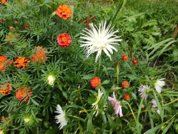 Природа Приятно Яркий Мило Саммер Красочные Цветы Красивая Насыщенная Симпатичный — стоковое фото
