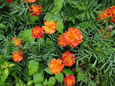 Green grass. Colorful flowers. Flowerbed. Photo on gray, green and orange colors. Background. Beautiful. Ukraine. Spring. Ukrainian. Autumn. Cute. 2022. Lviv. Joy. Pleasure. Summer. Screensaver.