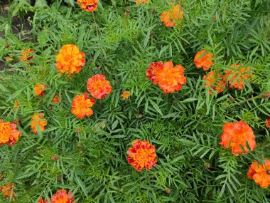 Şablon, çiçek sınırı. Güzel, parlak, pürüzsüz kumaş, tuval. Eski moda arka plan. Kıvırcık, parlak örgü. Fotoğraf illüstrasyonu. Çiçeklerin çelengi.