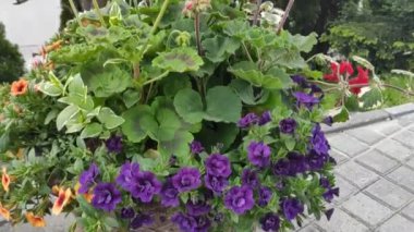 Renkli çiçeklerle hareketli arka plan görüntüleri. Çiçekler. Yaz. Sonbahar. Bahar. Lviv. Ukrayna. Memnun oldum. Neşe. Geçmişi. Ekran Koruyucu.