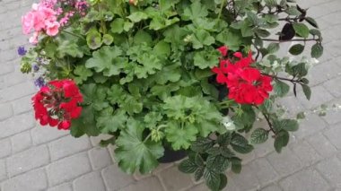 Renkli çiçeklerle hareketli arka plan görüntüleri. Çiçekler. Yaz. Sonbahar. Bahar. Lviv. Ukrayna. Memnun oldum. Neşe. Geçmişi. Ekran Koruyucu.