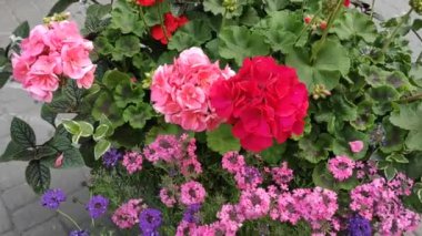 Renkli çiçeklerle hareketli arka plan görüntüleri. Çiçekler. Yaz. Sonbahar. Bahar. Lviv. Ukrayna. Memnun oldum. Neşe. Geçmişi. Ekran Koruyucu.