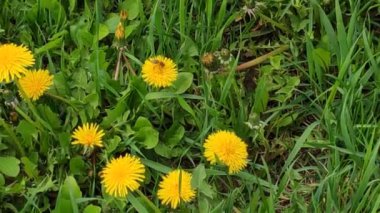 Renkli çiçeklerle hareketli arka plan görüntüleri. Çiçekler. Yaz. Sonbahar. Bahar. Lviv. Ukrayna. Memnun oldum. Neşe. Geçmişi. Ekran Koruyucu.