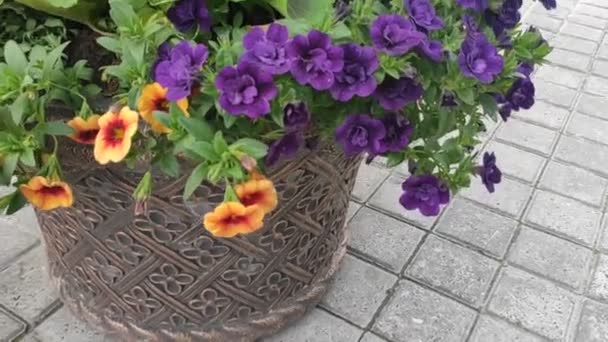 Fondo Imágenes Movimiento Con Flores Colores Flores Verano Otoño Primavera — Vídeo de stock