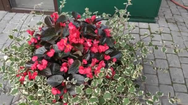 Ruchome Tło Kolorowymi Kwiatami Kwiaty Latem Jesienią Wiosną Lwów Ukraina — Wideo stockowe