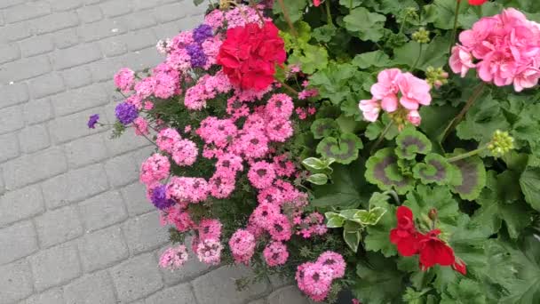 Rörelsematerial Bakgrund Med Färgglada Blommor Blommor Sommar Hösten Våren Lviv — Stockvideo