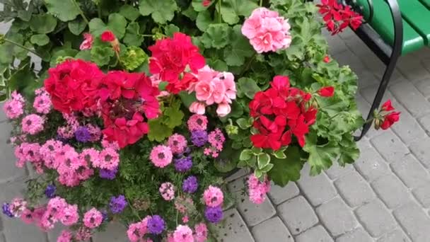 Fondo Imágenes Movimiento Con Flores Colores Flores Verano Otoño Primavera — Vídeos de Stock