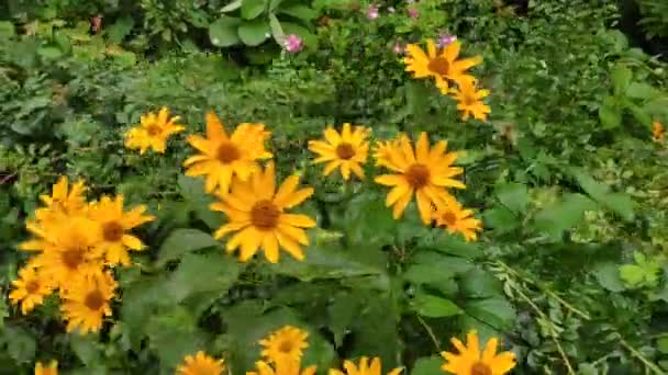 Fondo Imágenes Movimiento Con Flores Colores Flores Verano Otoño Primavera — Vídeo de stock