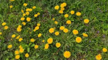 Renkli çiçeklerle hareketli arka plan görüntüleri. Çiçekler. Yaz. Sonbahar. Bahar. Lviv. Ukrayna. Memnun oldum. Neşe. Geçmişi. Ekran koruyucu. Sarı. Çimenler. Karahindiba