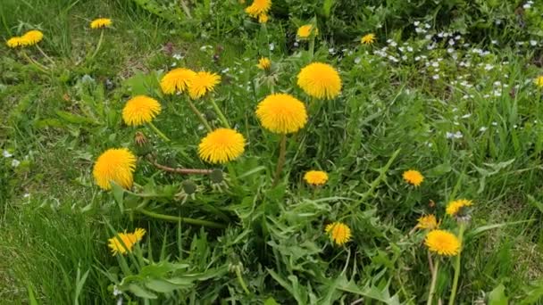 Ruchome Tło Kolorowymi Kwiatami Kwiaty Latem Jesienią Wiosną Lwów Ukraina — Wideo stockowe