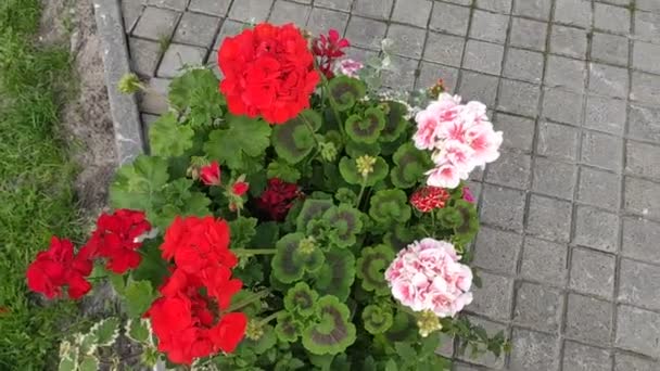 Renkli Çiçeklerle Hareketli Arka Plan Görüntüleri Çiçekler Yaz Sonbahar Bahar — Stok video
