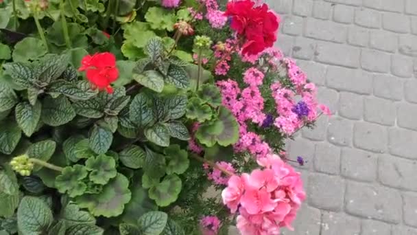 Latar Belakang Rekaman Gerak Dengan Bunga Berwarna Warni Bunga Bunga — Stok Video