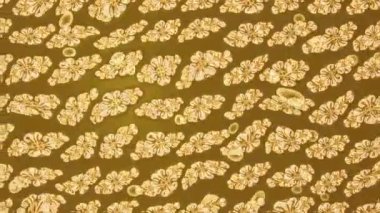 Renkli unsurlarla hareketli arka plan görüntüleri. Çiçekler. Eski model. Bayrak tarzı. Video kaydı. Şablon. Döngü. Kusursuz..