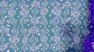 Renkli unsurlarla hareketli arka plan görüntüleri. Çiçekler. Eski model. Bayrak tarzı. Video kaydı. Şablon. Döngü. Kusursuz..