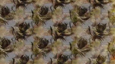 Renkli unsurlarla hareketli arka plan görüntüleri. Çiçekler. Eski model. Bayrak tarzı. Video kaydı. Şablon. Döngü. Kusursuz..