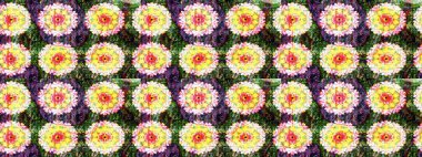 Yumuşak pamuk tasarımı. Yumuşak fayans. Raster 'ın taze dokusu. Paketleme, tekstil, duvar kâğıdı için çiçek eskizi. Klasik çiçek deseni.