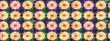 Elle boyanmış suluboya resim çizimleri, çiçekler ve bitkiler. Tarafsız renklerde çiçekler.