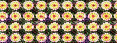 Sabıka fotoğraflarında, bebek kıyafetlerinde, duvar kâğıtlarında, paket kutularında falan kullanılabilir. Zarif, parlak ve eskiz sarı çiçek desenli.