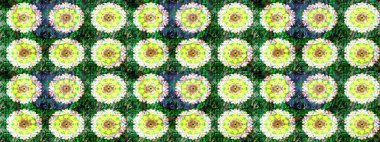 Organik elementler. Suluboya etkisi. Raster deseni. Botanik çizim deseni.