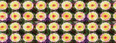 Zarif, parlak ve sarı çiçek desenli bir taslak. Sabıka baskıları, bebek kıyafetleri, duvar kâğıtları, paket kutuları vb..