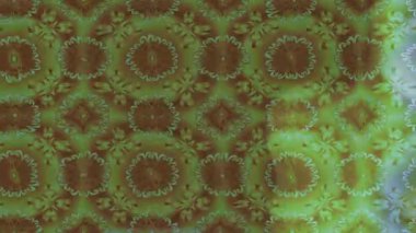 Renkli unsurlarla hareketli arka plan görüntüleri. Çiçekler. Eski model. Bayrak tarzı. Video kaydı. Şablon. Döngü. Kusursuz.. 