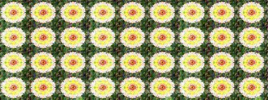 Çiçek kompozisyonu. Doğa. Çiçek kolajı. Küçük çiçekte güzel bir desen var. - yeşil ve sarı çiçekler. Raster deseni. Çiçek arka planı.