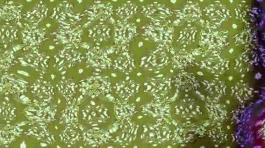 Renkli unsurlarla hareketli arka plan görüntüleri. Çiçekler. Eski model. Bayrak tarzı. Video kaydı. Şablon. Döngü. Kusursuz.. 