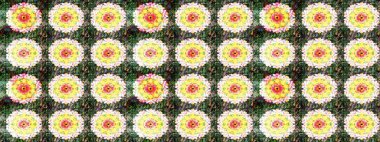 Yeşil ve sarı renkli çiçekler. Hediye ambalaj kağıdı, tebrik kartları, posterler ve pankart tasarımı. Raster düz çiçek çizim deseni.