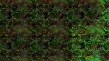 Renkli unsurlarla hareketli arka plan görüntüleri. Çiçekler. Eski model. Bayrak tarzı. Video kaydı. Şablon. Döngü. Kusursuz.. 