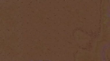 Renkli unsurlarla hareketli arka plan görüntüleri. Çiçekler. Eski model. Bayrak tarzı. Video kaydı. Şablon. Döngü. Kusursuz.. 