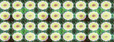 Modern çiçek arkaplanı. Moda baskıları için zarif bir şablon. Parlak renkli çiçekli ve yeşil yapraklı harika bir çiçek deseni. Halk stili.