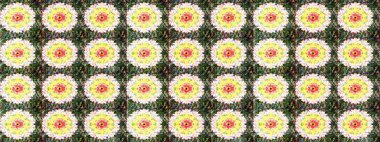 Suluboya etkisi. Botanik çizim kalıbı. Raster deseni. Organik elementler.