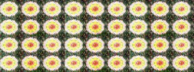 Eskiz modeli etnik tasarım. Çiçekleri, deniz kabukları, mandalaları ve suluboya efektleriyle donanma geçmişi. Yatak çarşafları, ceket, paket tasarımı, kumaş ve moda kavramları için tekstil baskısı.