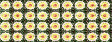 Eskiz modeli etnik tasarım. Çiçekleri, deniz kabukları, mandalaları ve suluboya efektleriyle donanma geçmişi. Yatak çarşafları, ceket, paket tasarımı, kumaş ve moda kavramları için tekstil baskısı.