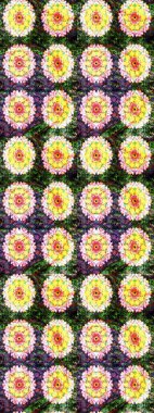 Raster illüstrasyonu. Sarı renklerde. Sarı renkli sarı papatya deseni.