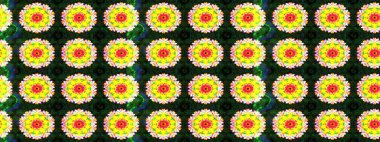 Eskiz arkaplan modeli. Suluboya, elle çizilmiş. Sarı yapraklı yabani çiçekler. Raster illüstrasyonu.