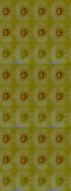 Yapraklı çiçekler ve rengarenk papatya çiçekleri. Eskiz arkaplan modeli. Raster - stok.