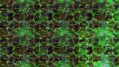 Renkli unsurlarla hareketli arka plan görüntüleri. Çiçekler. Eski model. Bayrak tarzı. Video kaydı. Şablon. Döngü. Kusursuz.. 