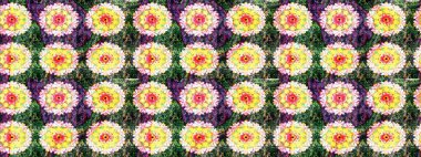 Yeşil ve sarı renkli çiçekler. Nazik, narin çiçek arkaplanı. Raster çiçek desenli ve çiçekli..