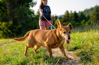Gururlu sahibiyle her gün yürüyüşe çıkan mutlu bir köpek. Böyle mutlu bir köpeğe sahip olmak her durumda keyiflidir..