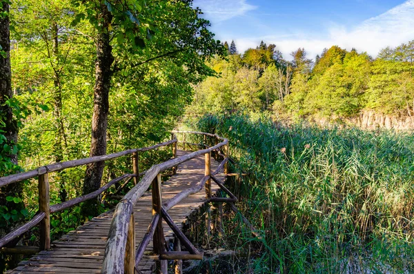 Caminho Natural Uma Bela Caminhada Pela Floresta Dia Ensolarado Vibração — Fotografia de Stock