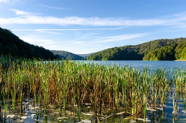 美丽的一天在湖面上 可以看到高山和森林 前面的草长在水面上 — 图库照片