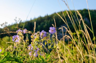 Vahşi doğada bir çayır turna gagasının ayrıntıları. Güneşli bir günde aşağıdan çekilmiş. Her gün yürürken görebildiğin şeyler harika..