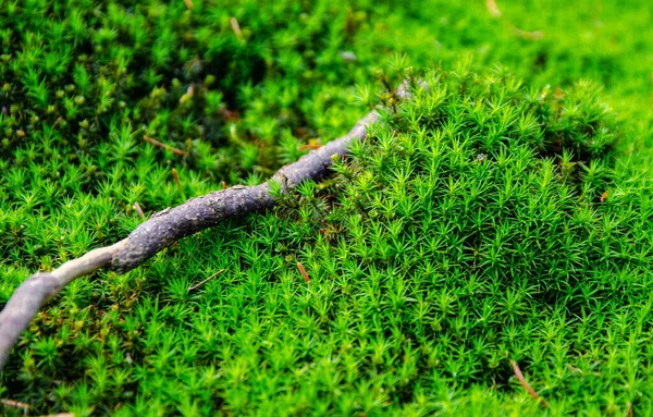 Çimenlerdeki Bir Dal Parçasının Yakın Plan Fotoğrafı Ormanın Zeminine Düşmüş — Stok fotoğraf