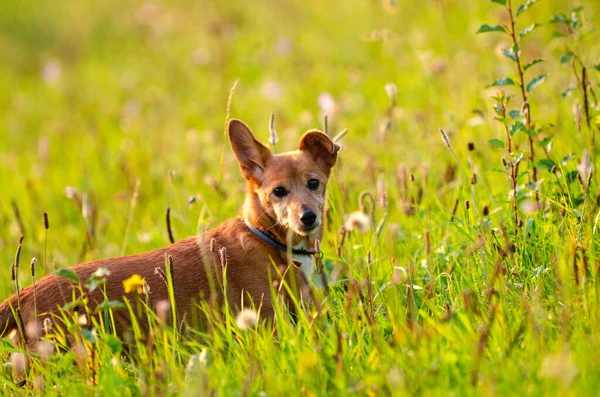 Uzun otların arasında saklanıp nöbet tutan meraklı, tatlı ve sevimli bir köpek. Güneşli bir gün, yürüyüş için harika bir hava..