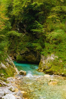 Slovenya 'da dağları olan bir ormandaki güzel turkuaz Soca nehir vadisi. Yürüyüş için mükemmel bir yaz günü..