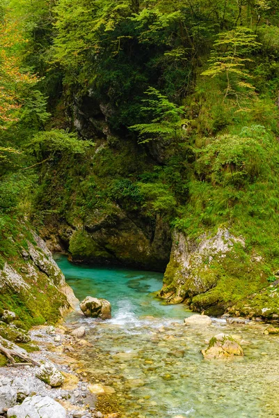 Piękna Turkusowa Dolina Rzeki Soca Lesie Górami Słowenii Idealny Letni — Zdjęcie stockowe