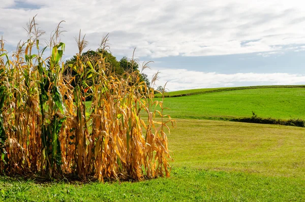 在阳光灿烂的日子里 一束干枯的玉米在一片绿地上生长 照片摄于阳光明媚的斯洛维尼亚 — 图库照片