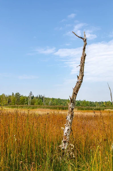 在阳光灿烂的田野草地上 一棵孤零零的枯树 干枝是全球变暖的结果 我们所知道的对自然和生命的灾难 — 图库照片