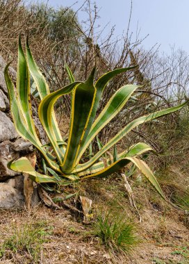 Agave Americana - Güzelliğinde asırlık bitki. Meksika 'ya özgü, ama İtalya' da mutlu büyüyor..